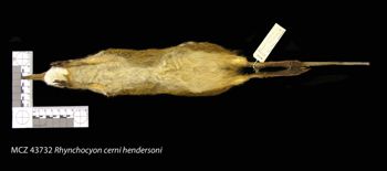 Media type: image;   Mammalogy 43732